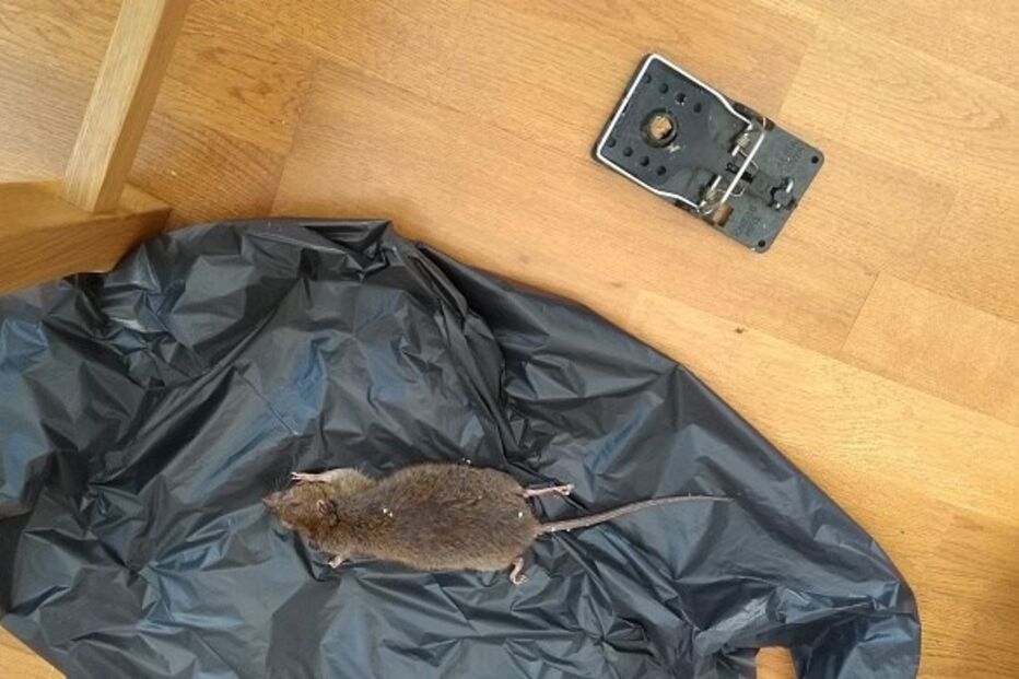 Praga, ratos, casas, Reino Unido