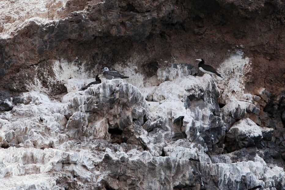 Drone português conta alcatrazes na inacessível Baía do Inferno em Cabo Verde