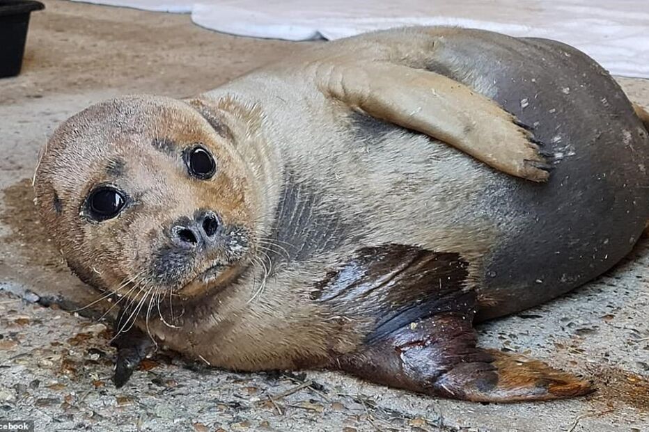 Freddie Mercury, a foca de Hammersmith