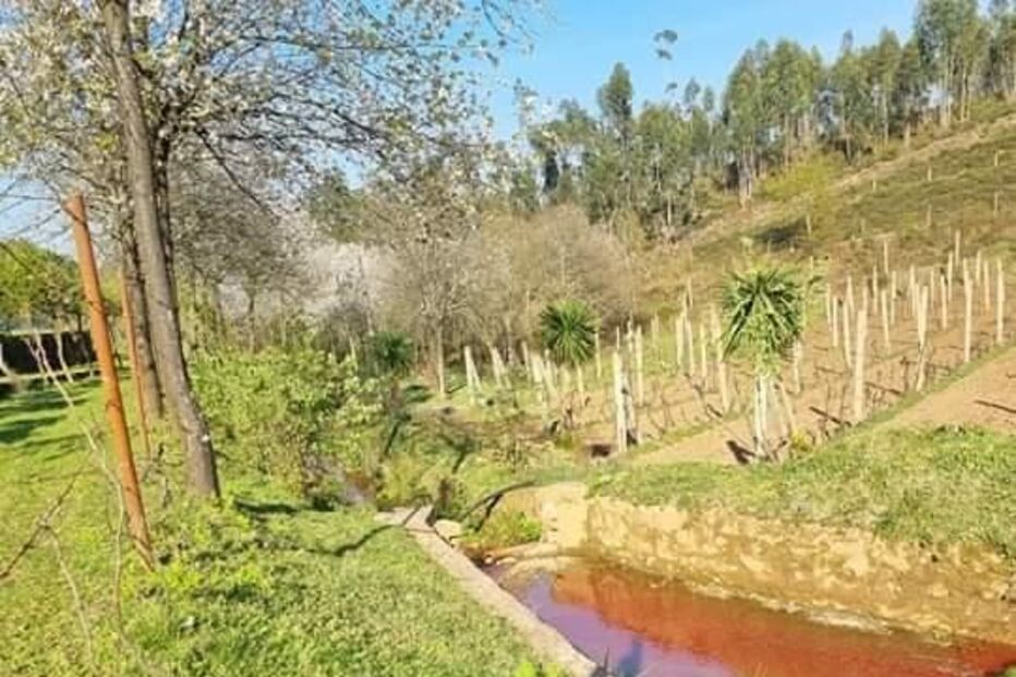 Descarga poluente em ribeira de Santo Tirso