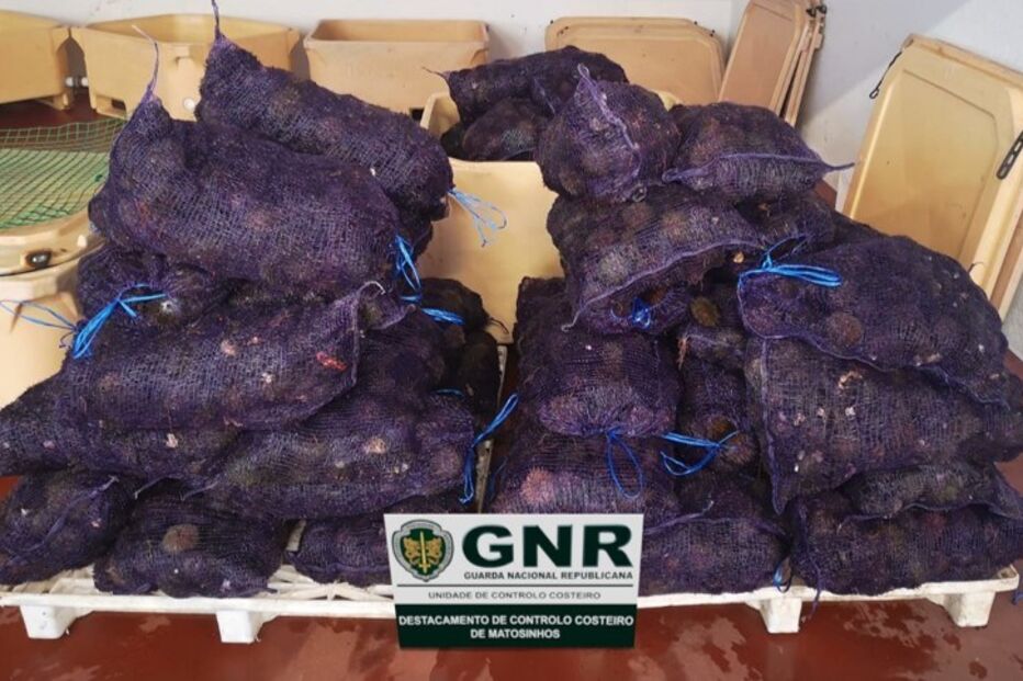 ouriços-do-mar, apreensão, viana do castelo