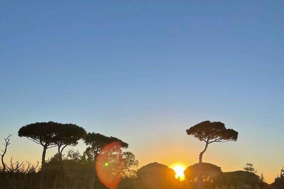 Os caes de Sara Carreira.jpg