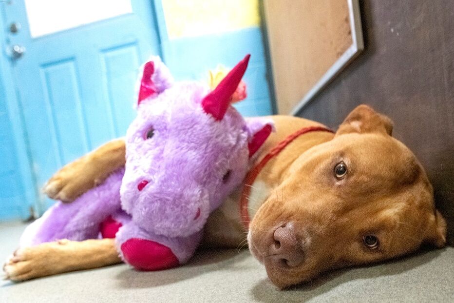 Sisu: O cão que se apaixonou por um unicórnio cor de rosa e o roubou cinco vezes de loja 