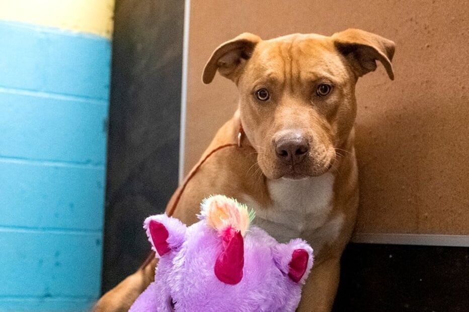 Sisu: O cão que se apaixonou por um unicórnio cor de rosa e o roubou cinco vezes de loja 