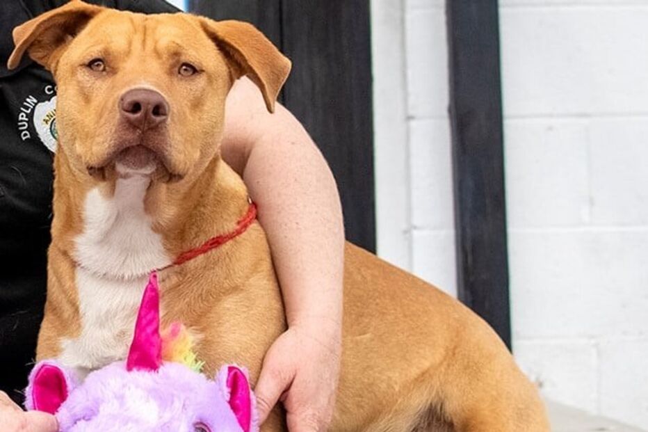 Sisu: O cão que se apaixonou por um unicórnio cor de rosa e o roubou cinco vezes de loja 