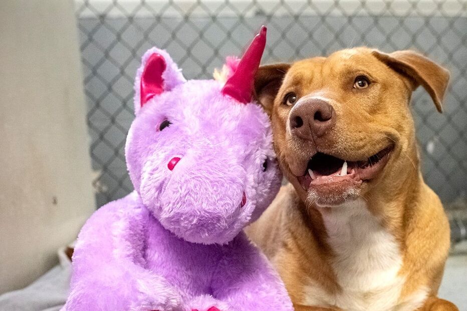 Sisu: O cão que se apaixonou por um unicórnio cor de rosa e o roubou cinco vezes de loja 