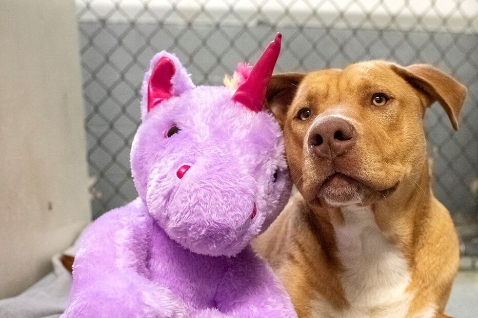 Sisu: O cão que se apaixonou por um unicórnio cor de rosa e o roubou cinco vezes de loja 