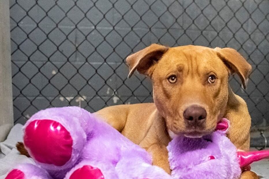 Sisu: O cão que se apaixonou por um unicórnio cor de rosa e o roubou cinco vezes de loja 