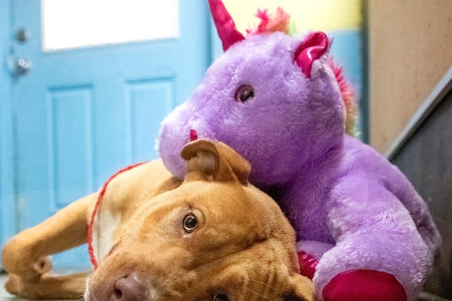 Sisu: O cão que se apaixonou por um unicórnio cor de rosa e o roubou cinco vezes de loja 