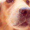 Madeira vai usar cães no aeroporto para detetar pessoas infetadas com Covid-19 