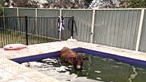 Bombeiros resgatam vaca de piscina na Austrália
