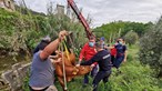 Bombeiros resgatam vaca que caiu em ravina em Arcos de Valdevez