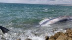Baleia que encalhou no Algarve rebocada para zona segura