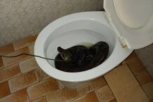 Serpente estava escondida na sanita quando atacou