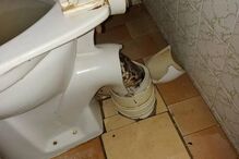 Serpente estava escondida na sanita quando atacou