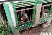 GNR resgatou 25 animais de canil ilegal em Castelo Branco