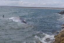 Baleia encalhada no Algarve