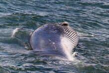 Baleia com 16 metros encalha junto a molhe em Vila Real de Santo António