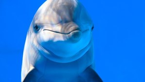 Novo estudo revela que fêmeas de golfinho possuem clitóris capaz de dar prazer sexual