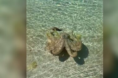 Polvo ataca homem em praia australiana
