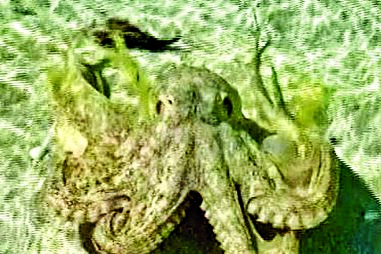 Polvo enraivecido ataca na Austrália