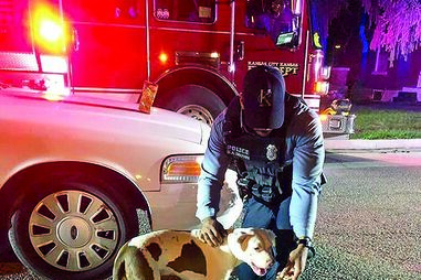 Cão herói recebe elogios e biscoitos após salvar dono