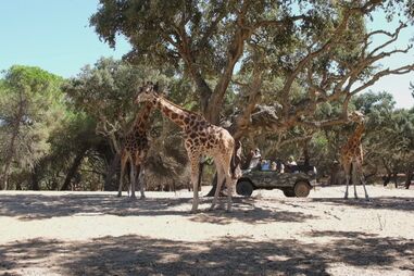 Badoca Park adia reabertura devido à obrigatoriedade de encerrar no sábado à tarde