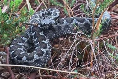 Víbora-cornuda ataca homem no jardim de casa. Vítima nos cuidados intensivos