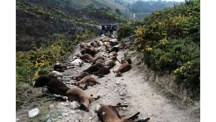 Relâmpago mata 68 cabras em Arcos de Valdevez