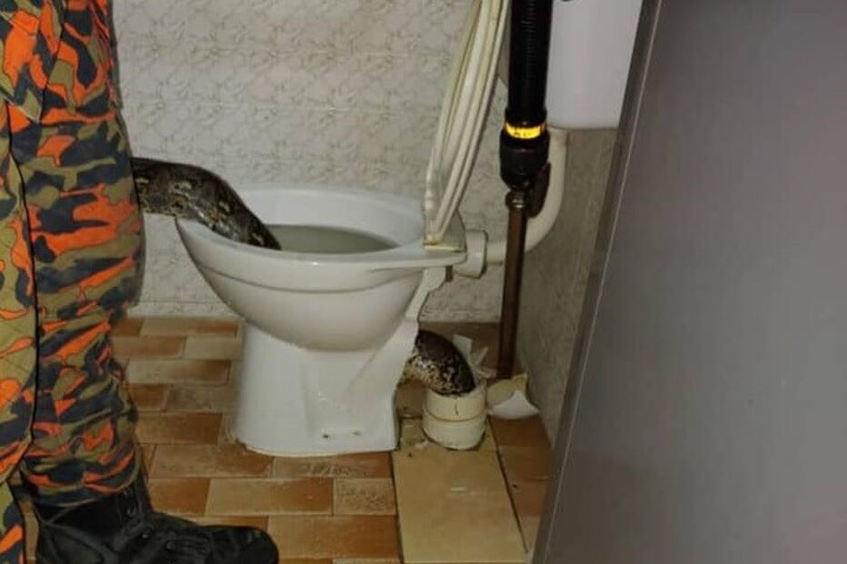 Serpente estava escondida na sanita quando atacou