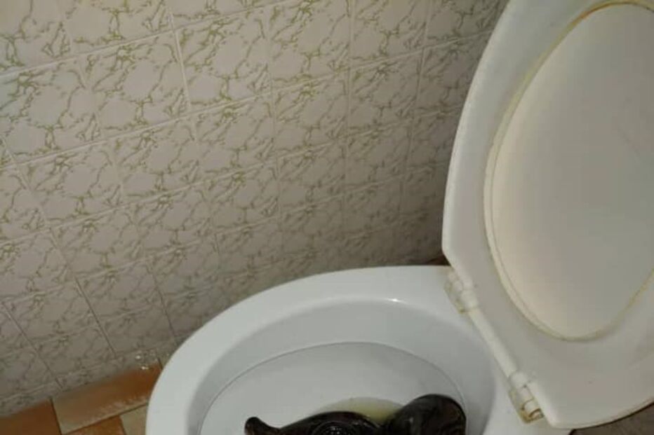 Serpente estava escondida na sanita quando atacou