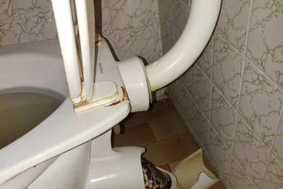 Serpente estava escondida na sanita quando atacou