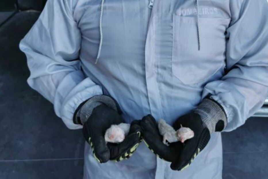 Bombeiros resgatam gatos recém-nascidos de contentor do lixo em Arcos de Valdevez