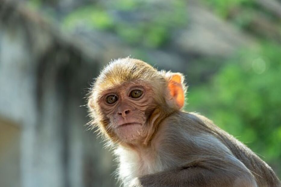 Macaco