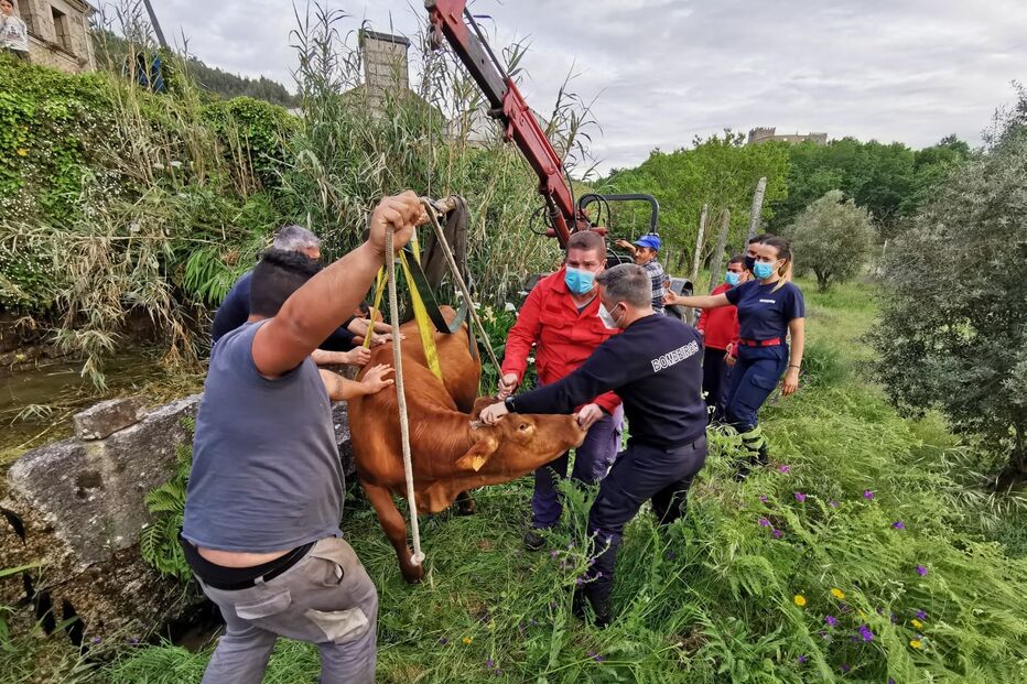 Bombeiros resgatam vaca que caiu em ravina em Arcos de Valdevez