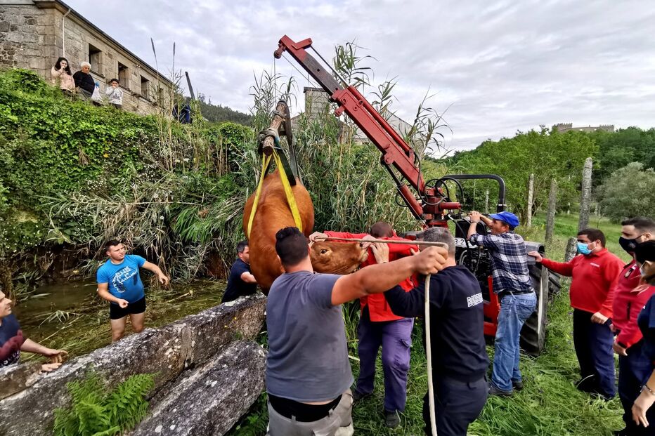 Bombeiros resgatam vaca que caiu em ravina em Arcos de Valdevez