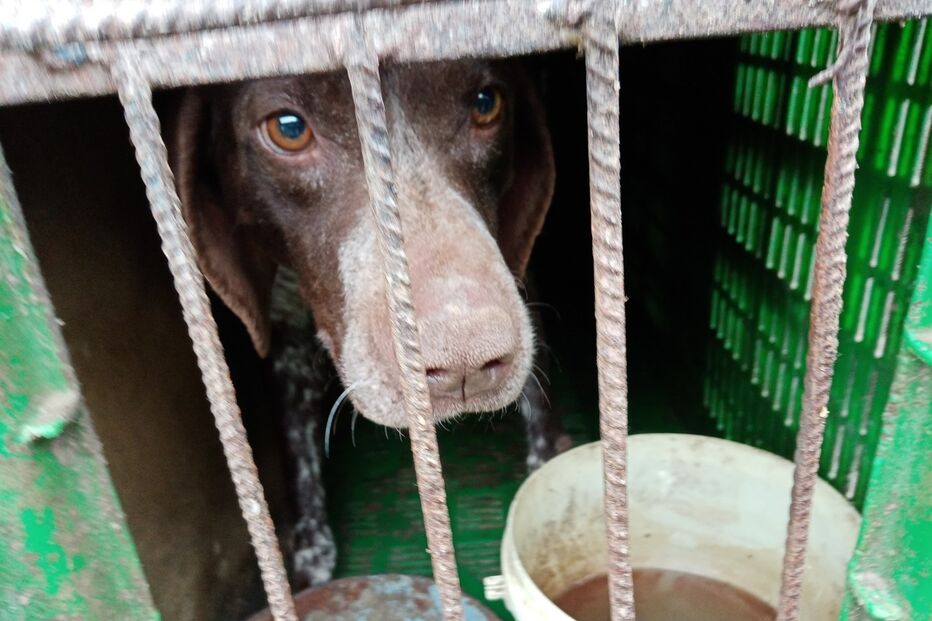 GNR resgatou 25 animais de canil ilegal em Castelo Branco
