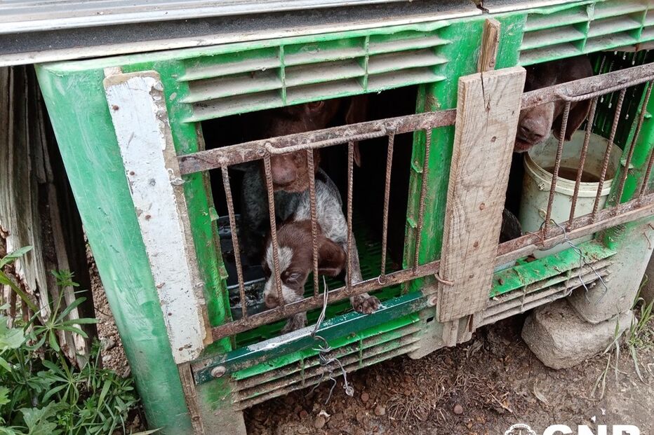 GNR resgatou 25 animais de canil ilegal em Castelo Branco