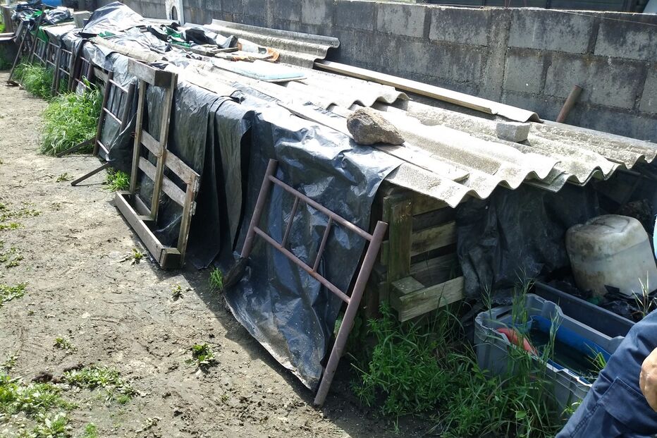 GNR resgatou 25 animais de canil ilegal em Castelo Branco