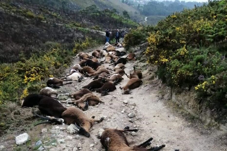 Relâmpago mata 68 cabras em Arcos de Valdevez