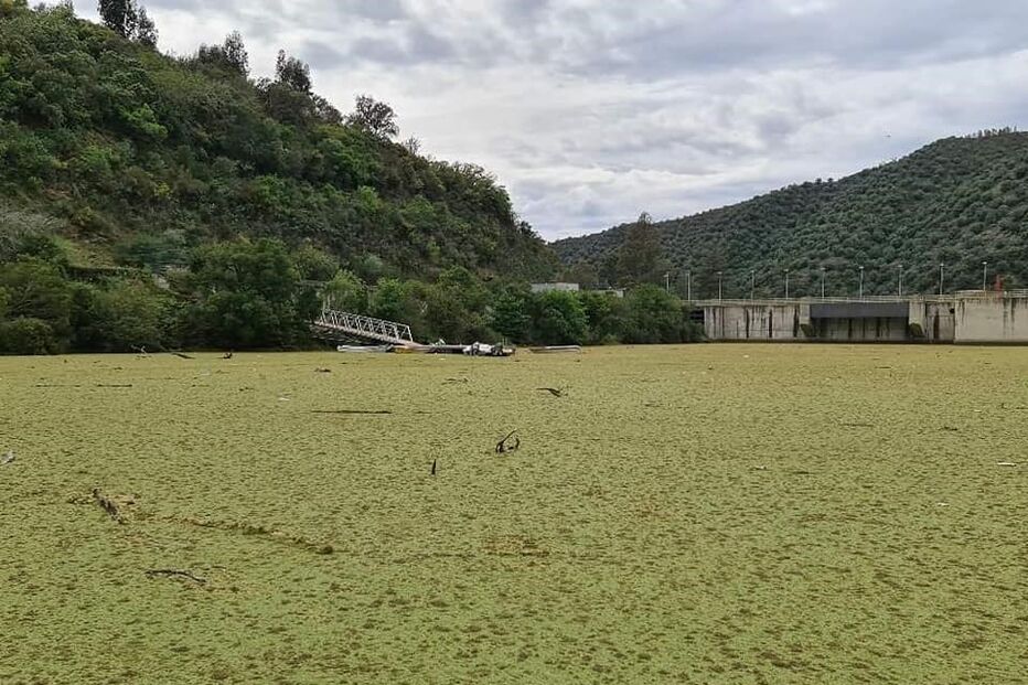 Algas resultantes da poluição fazem sombra, reduzindo a qualidade da água devido à falta de oxigénio 