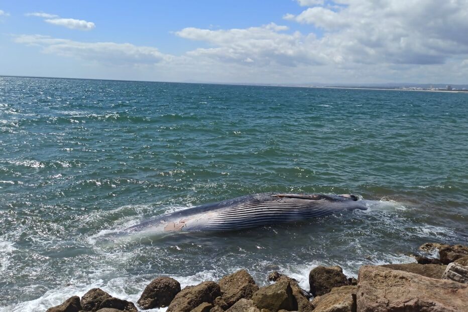 Baleia encalhada no Algarve