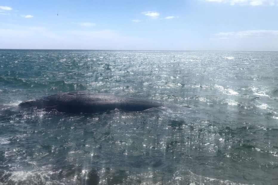 Baleia encalhada no Algarve