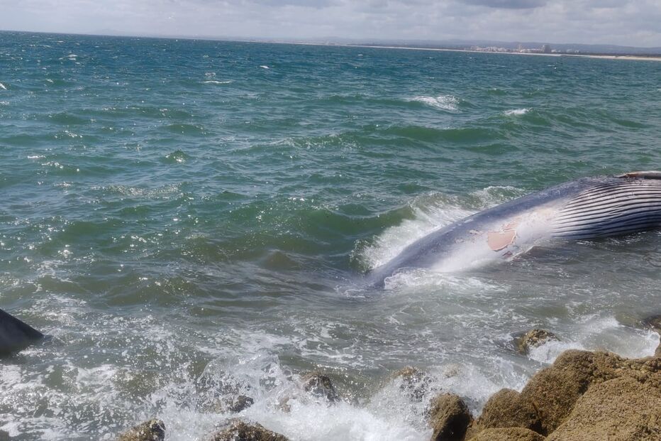 Baleia encalhada no Algarve