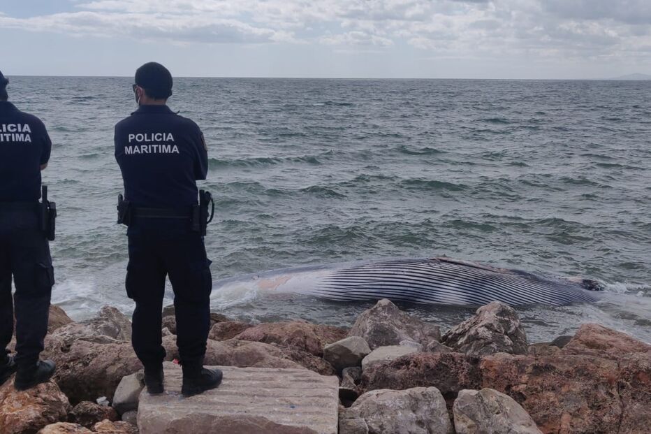 Baleia encalhada no Algarve