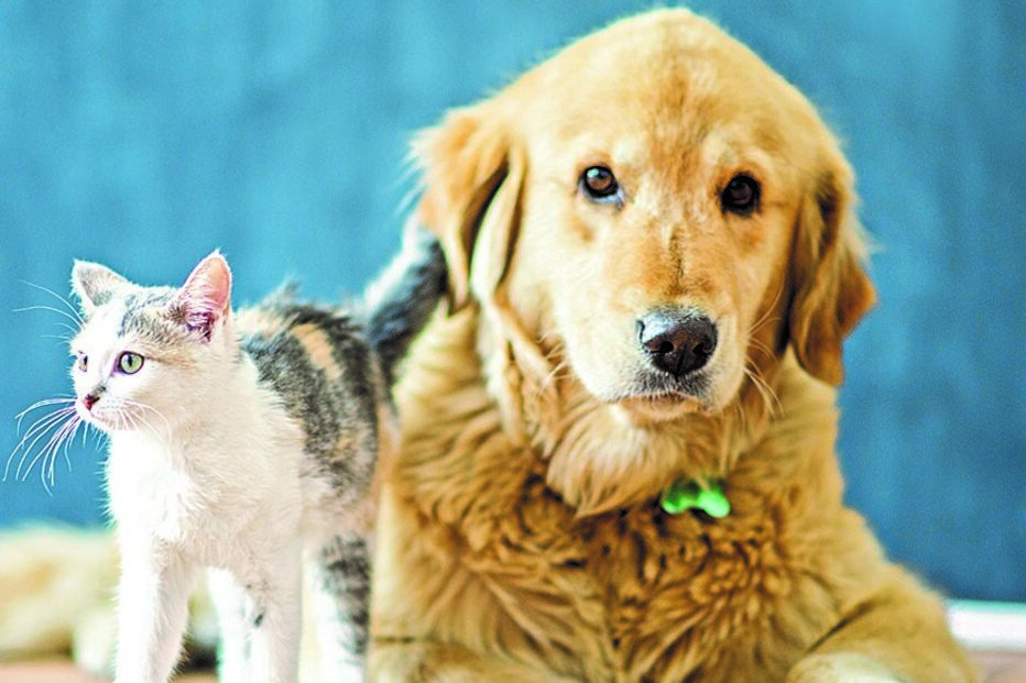 Gato e cão; animais domésticos; animal doméstico