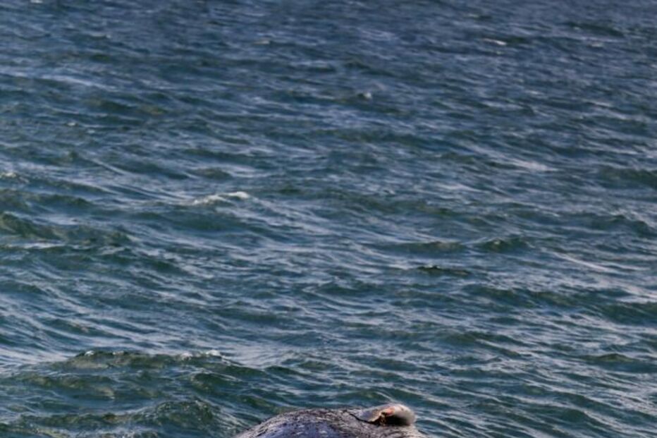 Baleia com 16 metros encalha junto a molhe em Vila Real de Santo António