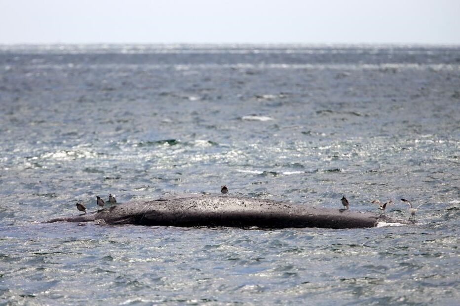 Baleia com 16 metros encalha junto a molhe em Vila Real de Santo António