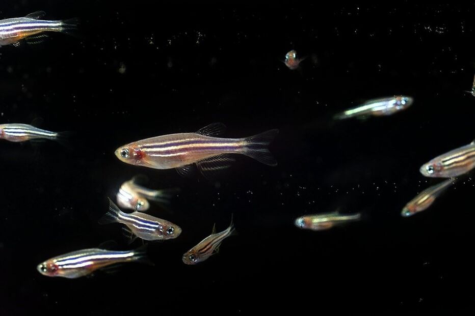 2021-04-23_21_10_01 peixe.jpg