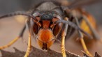 Região de Leiria com cerca de 373 mil euros para controlar vespa velutina